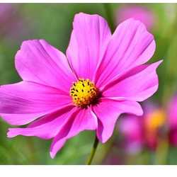 Profilbild von Cosmea