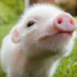 Profilbild von com