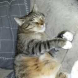 Profilbild von wolfsspatz