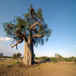 Profilbild von susavane