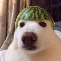 Profilbild von Mex