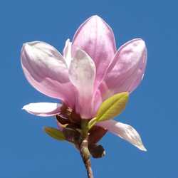 Profilbild von Magnolia