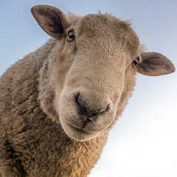 Profilbild von Schaf