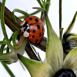 Profilbild von seedrachen