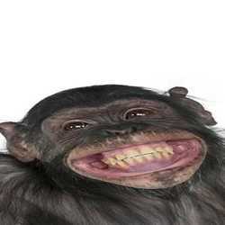 Profilbild von Paule