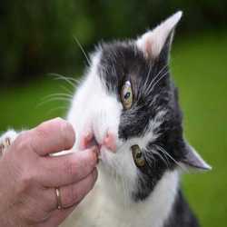 Profilbild von CatLady
