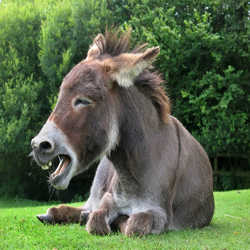 Profilbild von DarkRunner