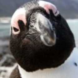 Profilbild von Chriesche