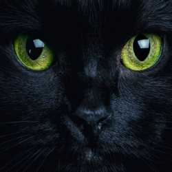 Profilbild von Speedster