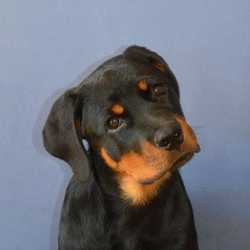 Profilbild von Pampel