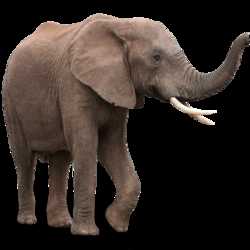 Profilbild von elefant128