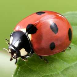 Profilbild von Blattlöwe