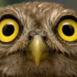 Profilbild von Peter_F