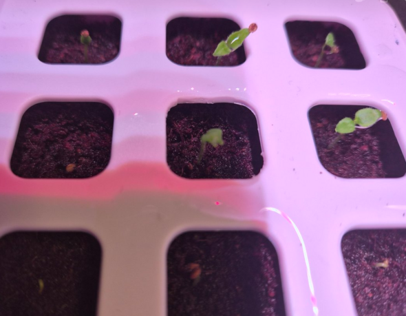 Anhang zu Kommentar von Amorphis