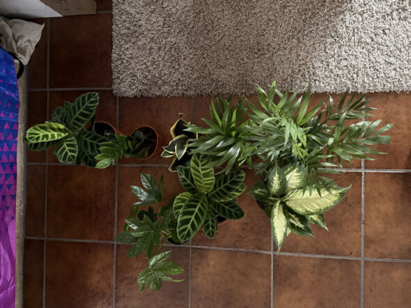 Anhang zu Kommentar von _pluto