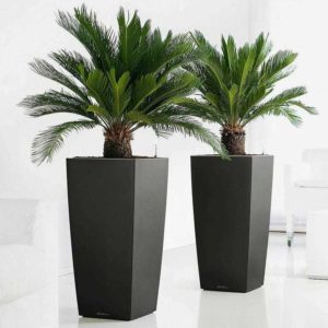 🌿 2x Japanischer Palmfarn (Cyca Revoluta) für 32,39€ inkl. Versand