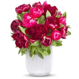20 Pfingstrosen "Red Charm" für 25,48€ inkl. Versand