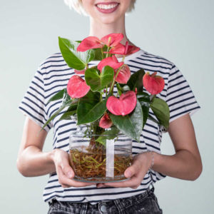 „Water Plant Anthurie" (Rosa mit Glasvase) für nur *10 € inkl. Versandkosten statt 24,98€* bei Blume2000
