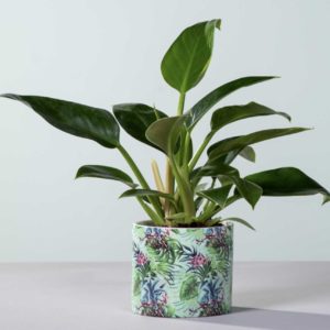 Philodendron Imperial Green mit Übertopf für 9,99€