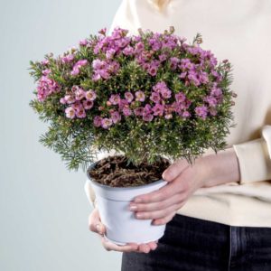 Blume2000: Waxflower für 10€ inkl. Versand