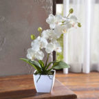 Orchidee
