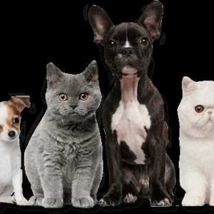 GRATIS Futterproben kostenlos für Hund/Katzen von Check for Pet