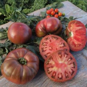 Historische Tomaten bei ALDI NORD (6 Sorten/Pflanzen)