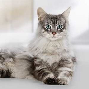 Purina One Katzenfutter gratis testen