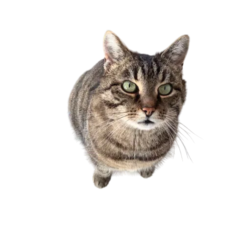 Avatar von teufelchen