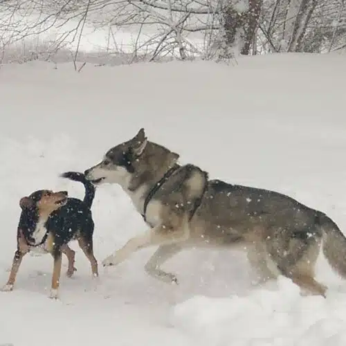 Avatar von huskynico