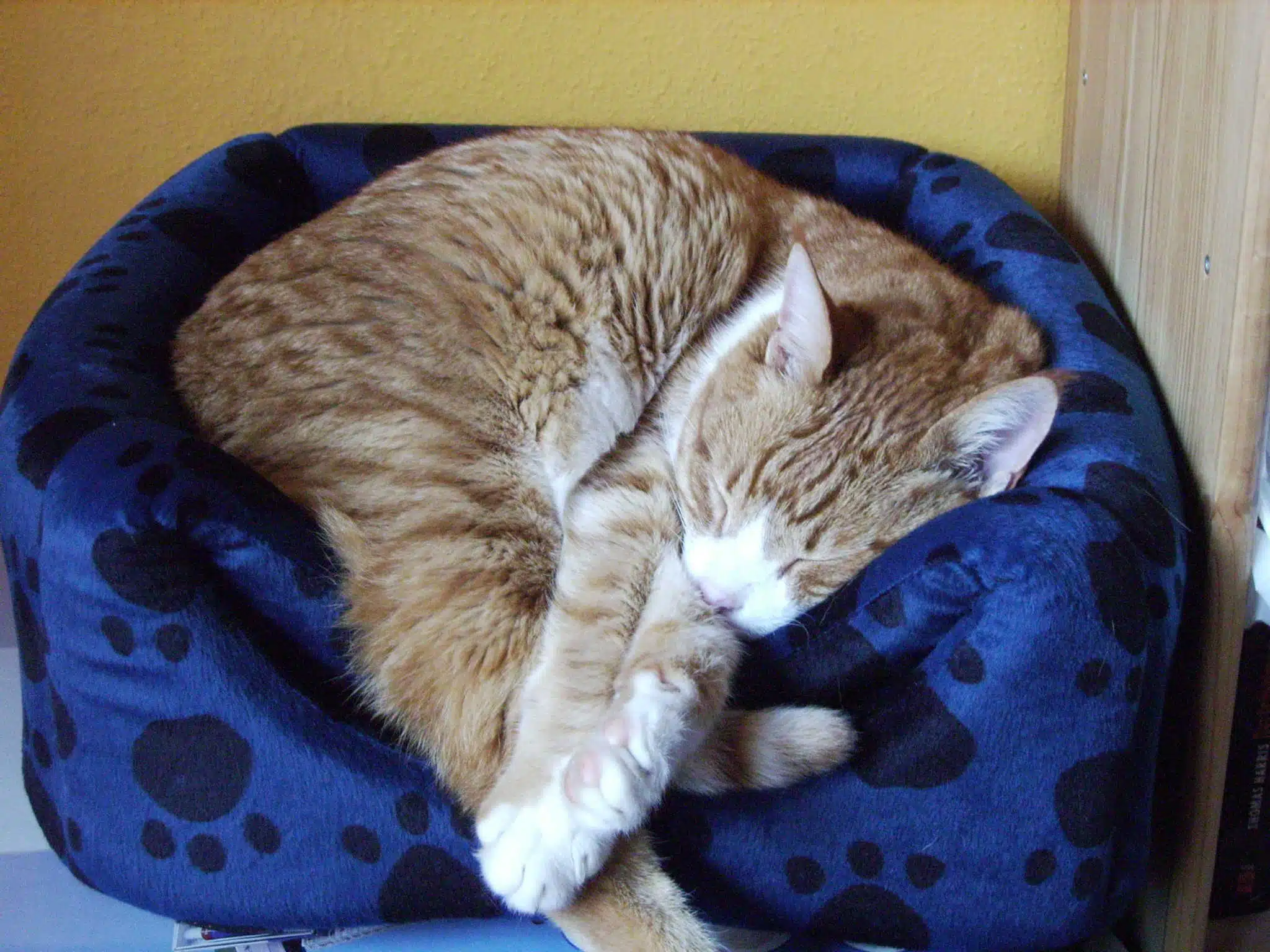 Avatar von Schisell