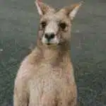 Avatar von Jackenklau
