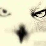 Avatar von archioptimik