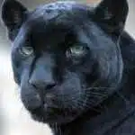 Avatar von Ausgefuchst