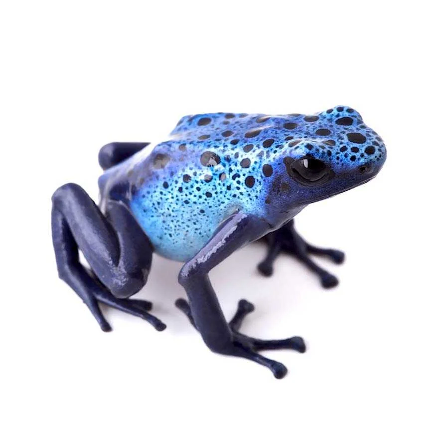 Avatar von frosch