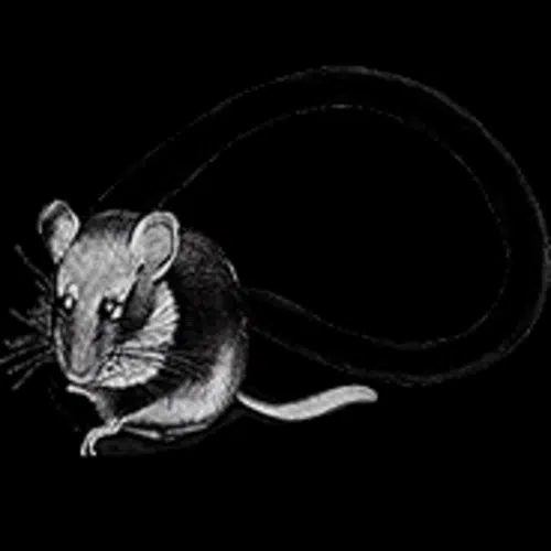 Avatar von nostill