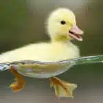 Avatar von DckDncr
