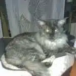 Avatar von HallyHex