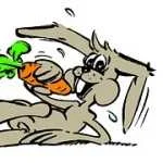 Avatar von Mr.Rabbit