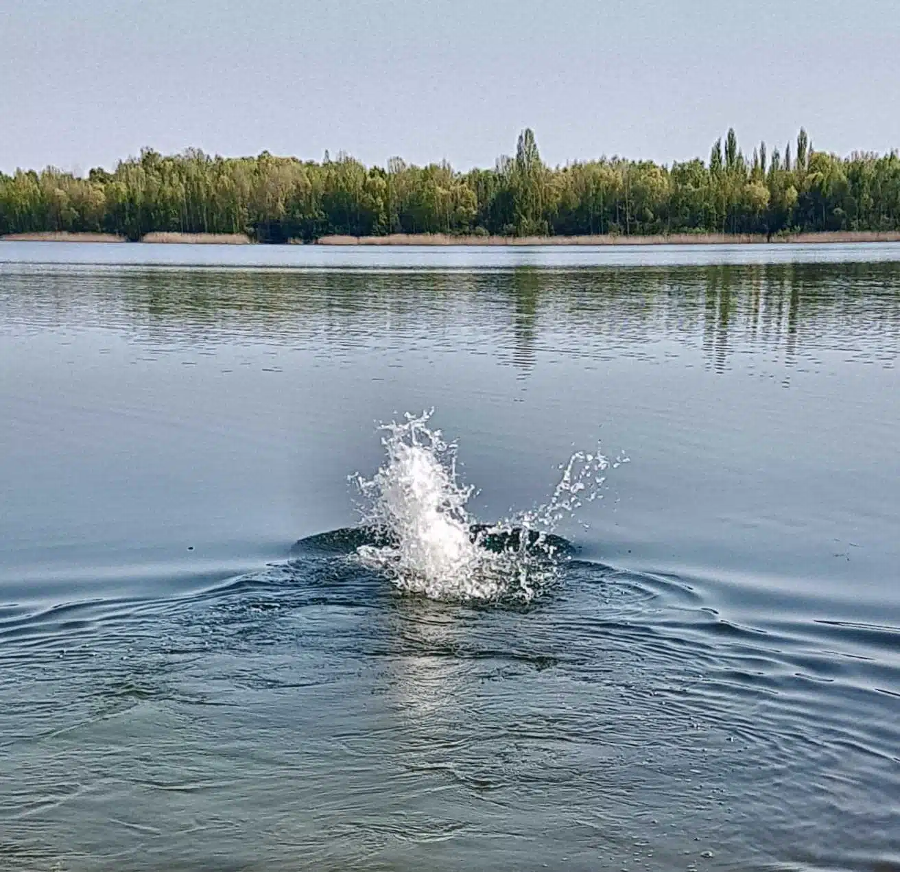 Avatar von WasserratteM