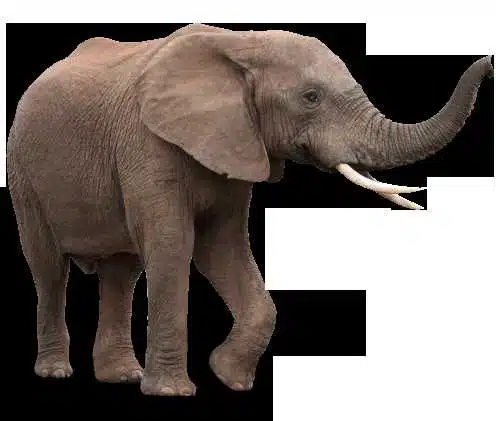 Avatar von elefant128