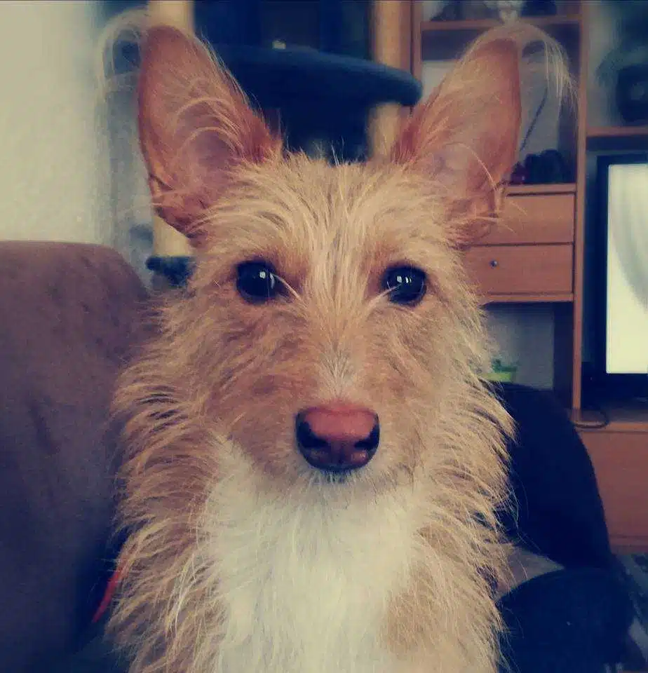 Avatar von Tuerle