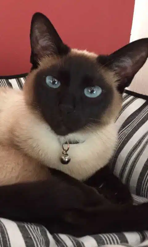 Avatar von Ninjana