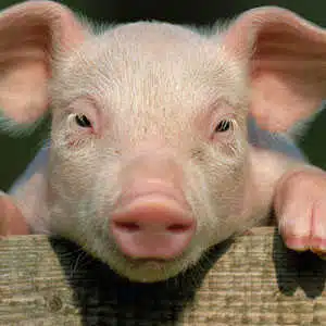Avatar von Veggie_Wurst_123