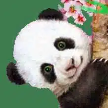 Avatar von Pandabaer