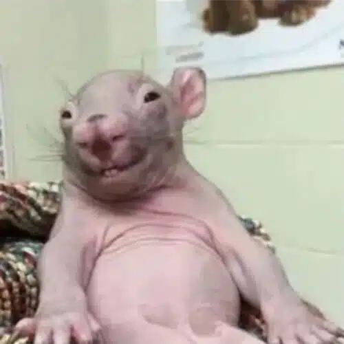 Avatar von DeezNutz