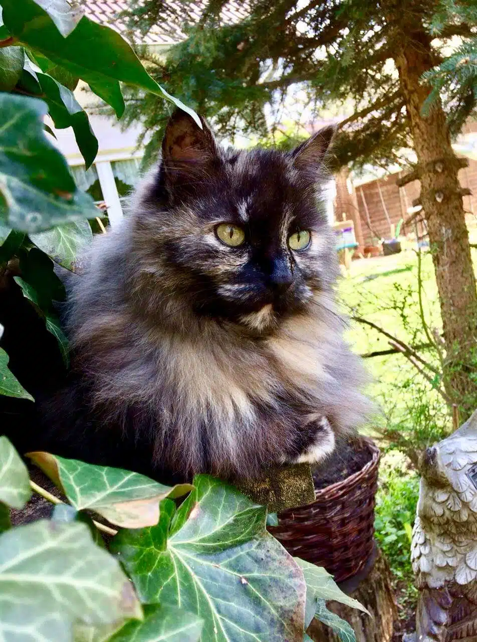 Avatar von Silke