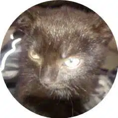 Avatar von TISO