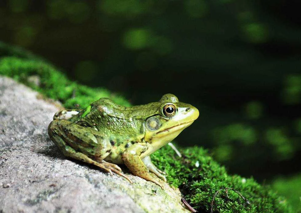 Avatar von tiefseerana