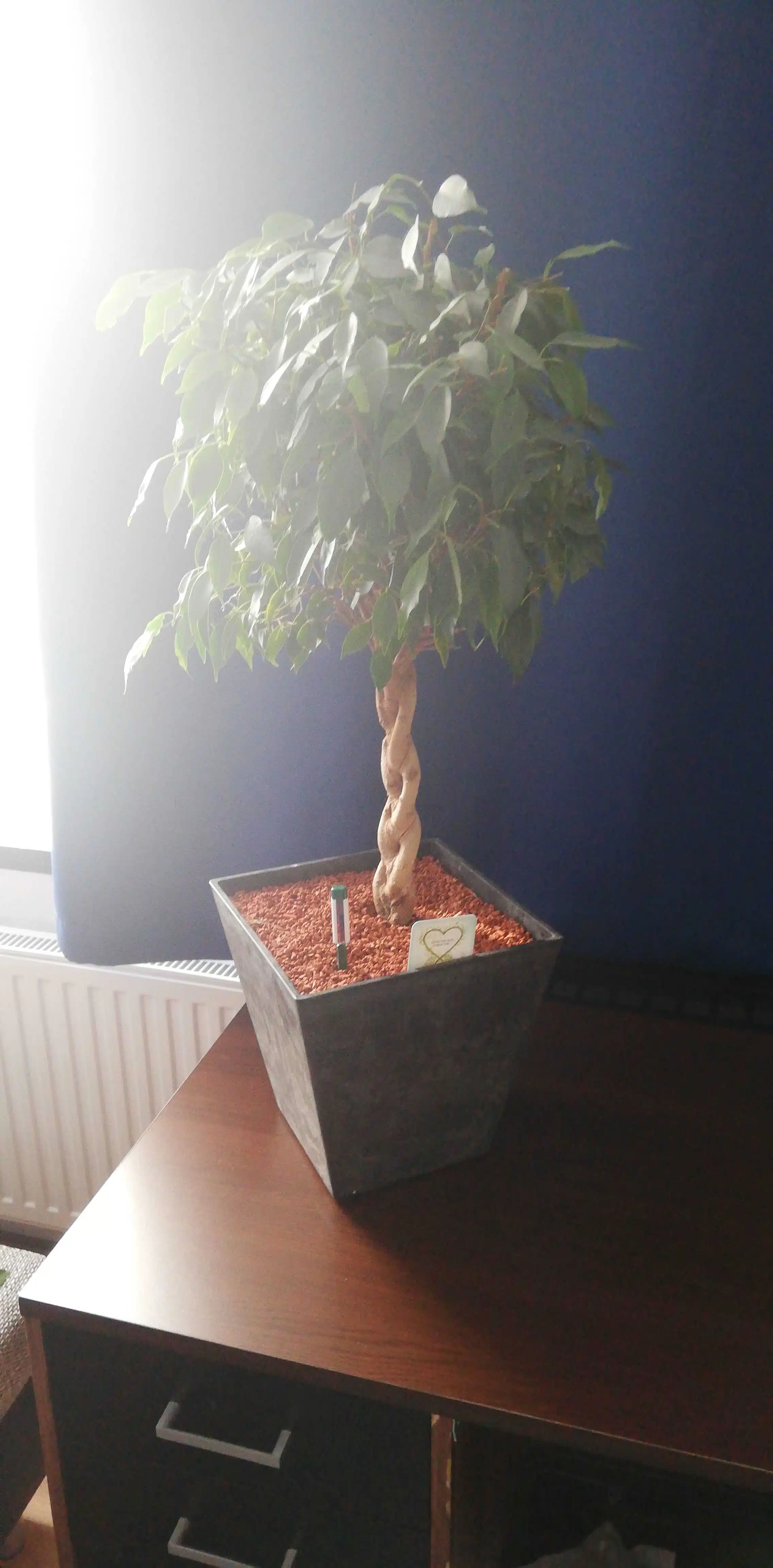 Avatar von seelenwinter